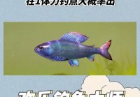 御龙天下钓鱼全攻略：从新手到大师的进阶技巧