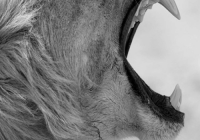 雷霆咆哮高清图片下载，各种尺寸分辨率任你选！