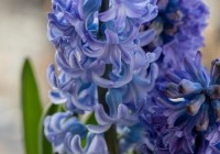 神魔大陆风信子有什么用？用途和获取方法！