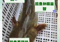 熔鳞鲶鱼是什么鱼？这种鱼好吃吗？怎么做好吃？