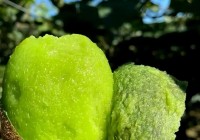 蜜风果园的水果怎么样？产地、口感全面测评！