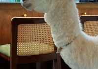 羊驼历险记故事剧情解析：跟随羊驼开启奇幻冒险