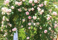 浪漫花房攻略怎么做？新手也能轻松打造梦想花园！