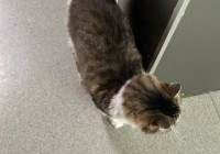 逃出手机商店游戏攻略：如何成功解锁所有谜题