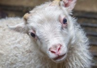 瞳孔是长方形的动物视力好吗？揭秘这种眼睛的优势！