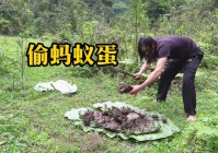 蚂蚁偷蛋糕怎么防止？这些方法简单又有效！