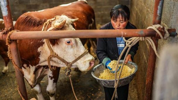 风之集会：如何在牧场中利用风力与集会提高生产效率