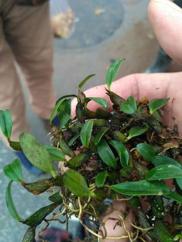 采药技巧与经验分享：从新手到采药达人