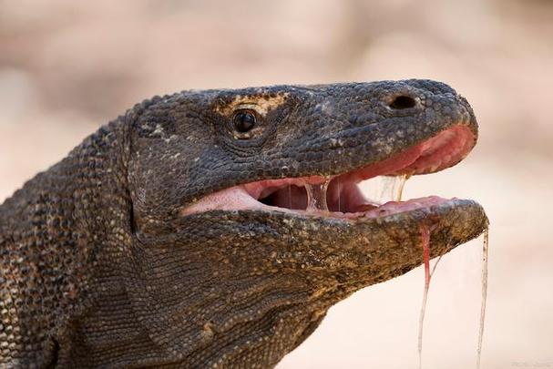 海岛大亨5评测：打造你的理想热带岛屿