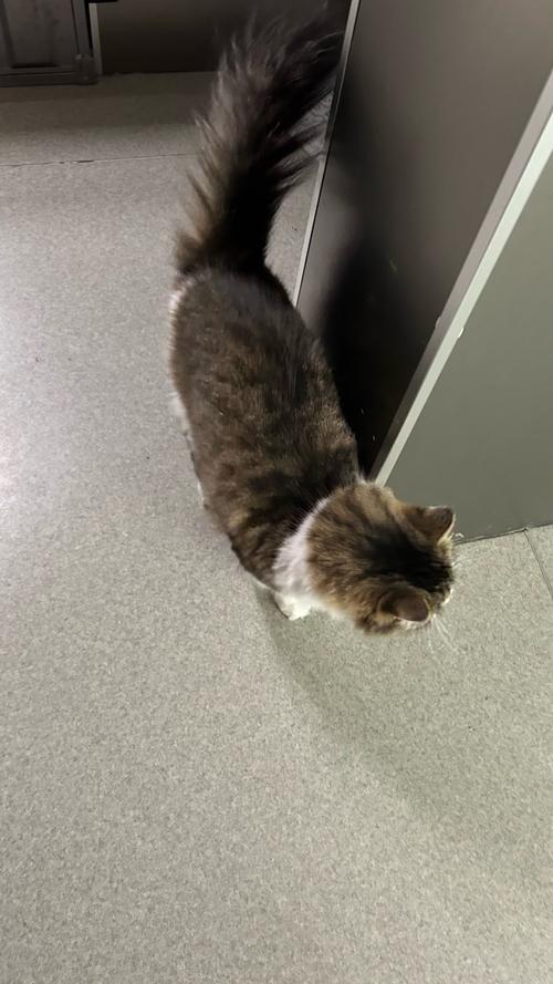 逃出手机商店游戏攻略：如何成功解锁所有谜题