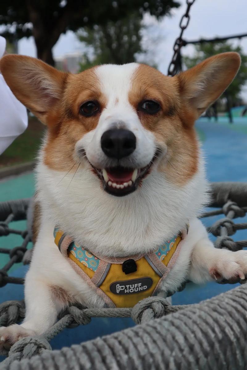 为什么老铁没毛病火遍全网？这首歌背后的秘密！