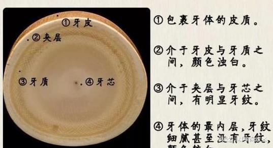 象牙有什么用？多重用途与珍贵价值解析