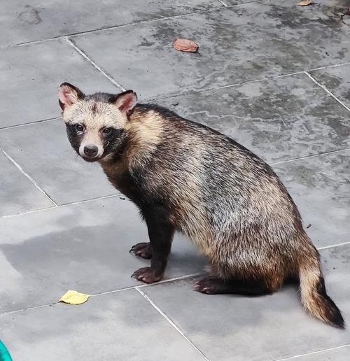 上海多个小区频现貉，国家二级保护动物入侵居民区