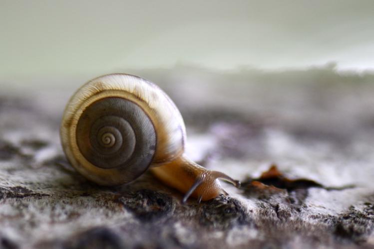 蜗牛外挂网现在还能用吗？亲测结果告诉你答案！