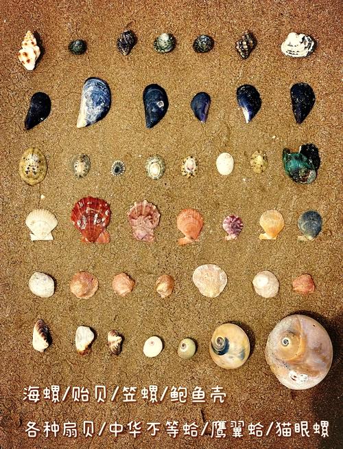 炫舞贝壳在哪里找？快速获取贝壳的秘籍分享！