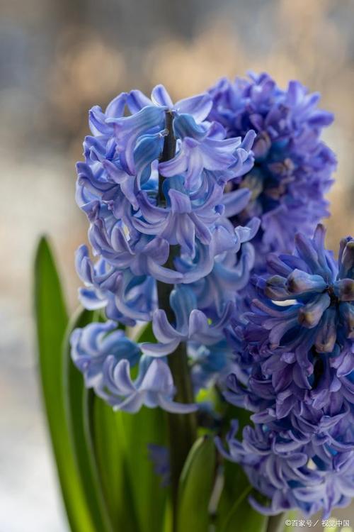 神魔大陆风信子有什么用？用途和获取方法！