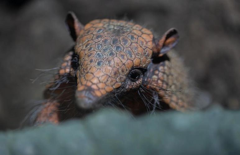 犰狳空间跟其他空间比，哪个更好用？