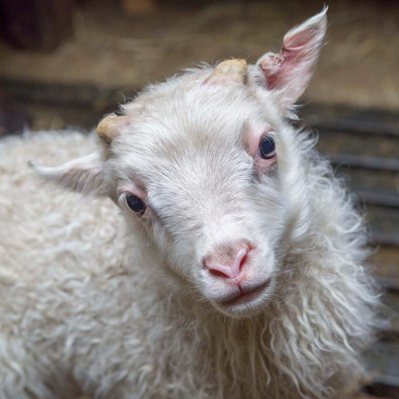瞳孔是长方形的动物视力好吗？揭秘这种眼睛的优势！