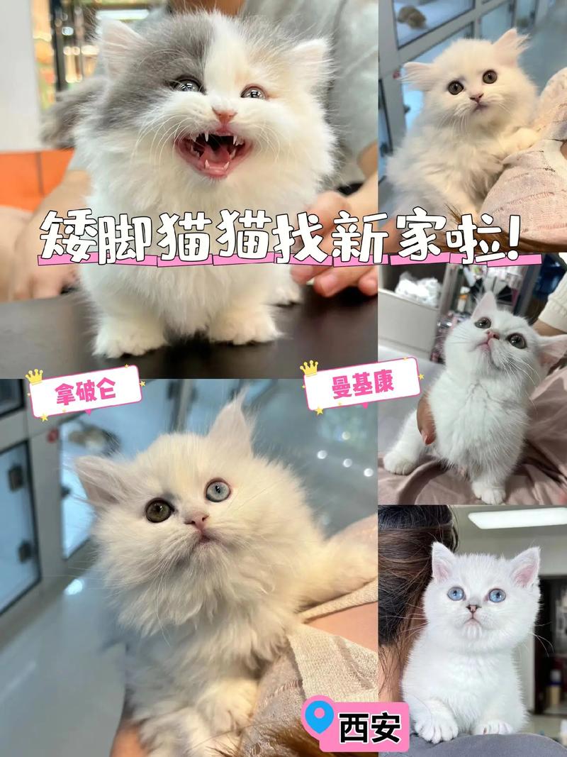 猫咪破永久vip哪里能找到？分享几个靠谱途径！