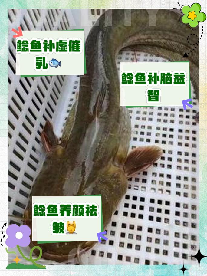 熔鳞鲶鱼是什么鱼？这种鱼好吃吗？怎么做好吃？