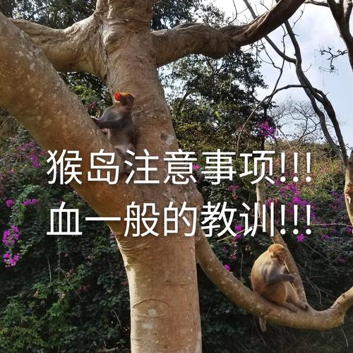 猴岛跑跑怎么样快速升级？技巧经验分享！