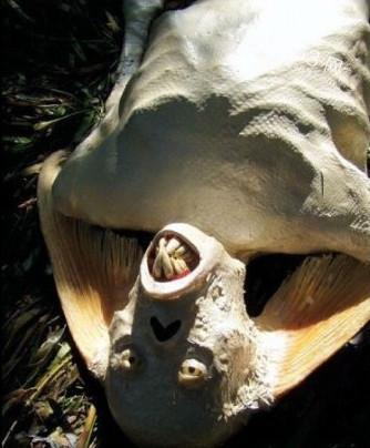 深海女妖真的存在吗？专家揭秘深海未解之谜！