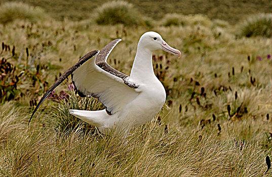 永恒岛信天翁怎么抓？老玩家手把手教你！